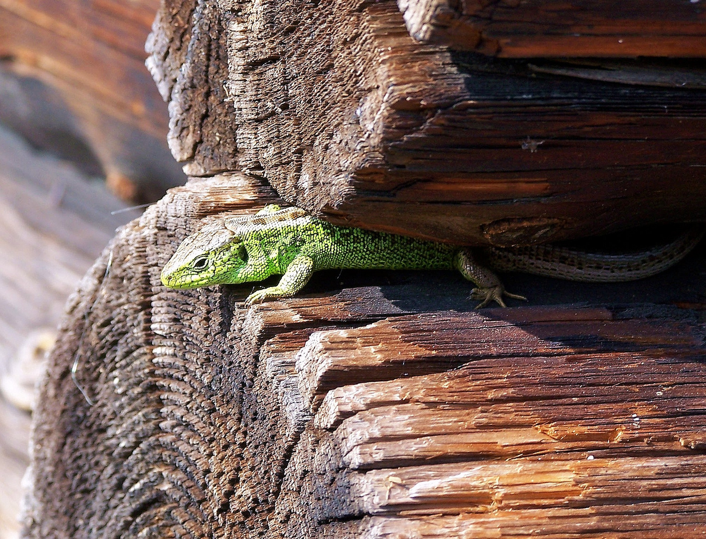 ... ein "Krokodil" auf der Almhütte ...