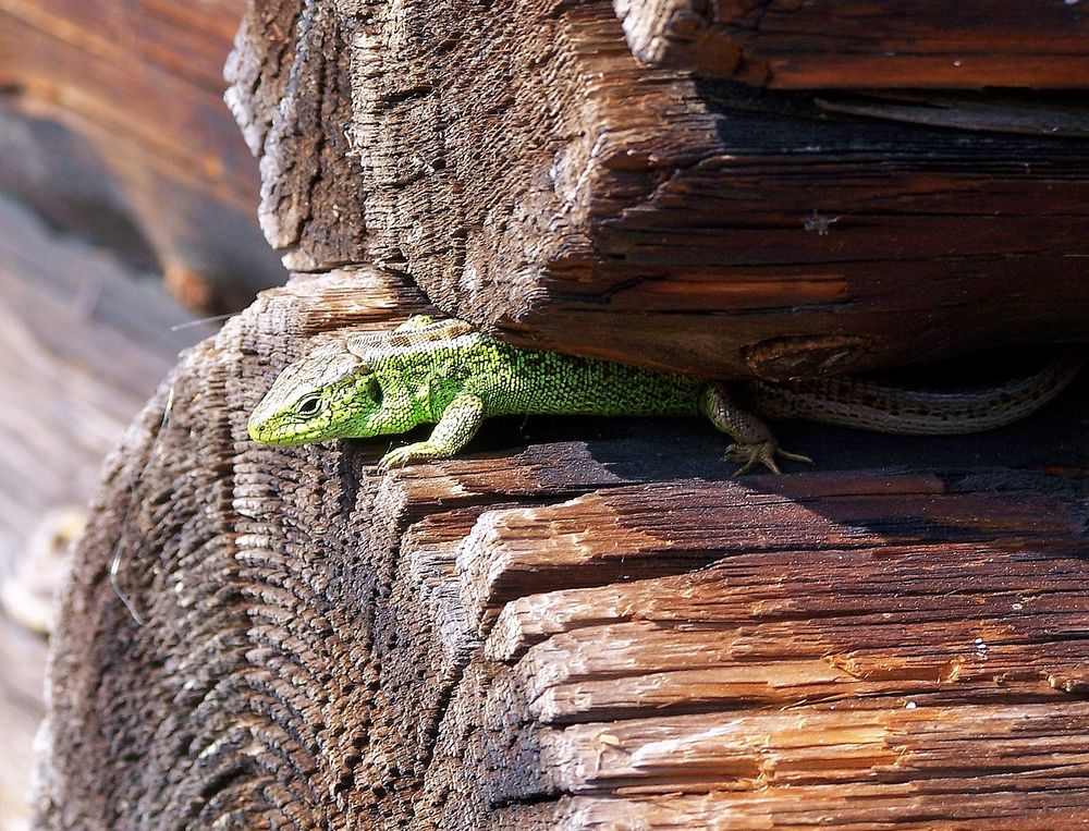 ... ein "Krokodil" auf der Almhütte ...