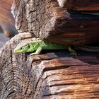 ... ein "Krokodil" auf der Almhütte ...