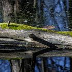 EIN KROKODIL IN DER KRUMMEN LAKE #8