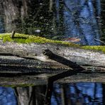 EIN KROKODIL IN DER KRUMMEN LAKE #8