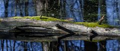 EIN KROKODIL IN DER KRUMMEN LAKE #8