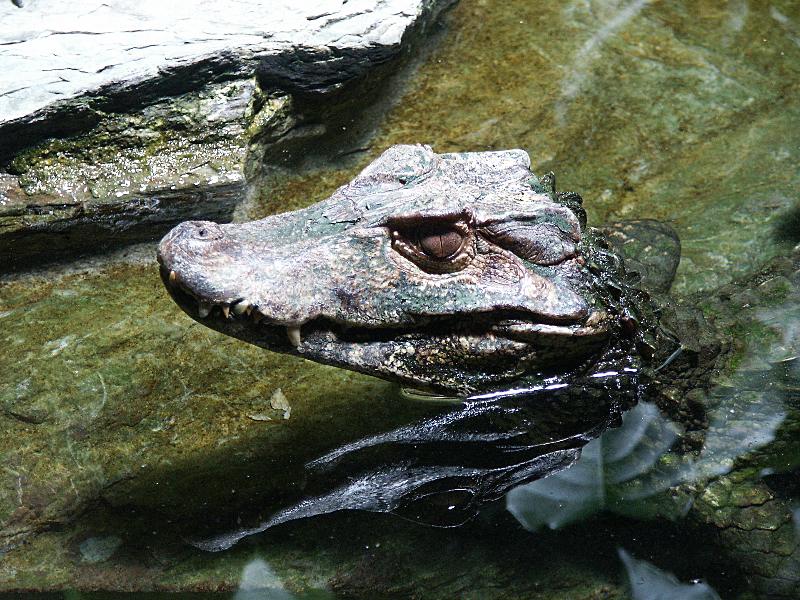 Ein Krokodil wie ein Stein...