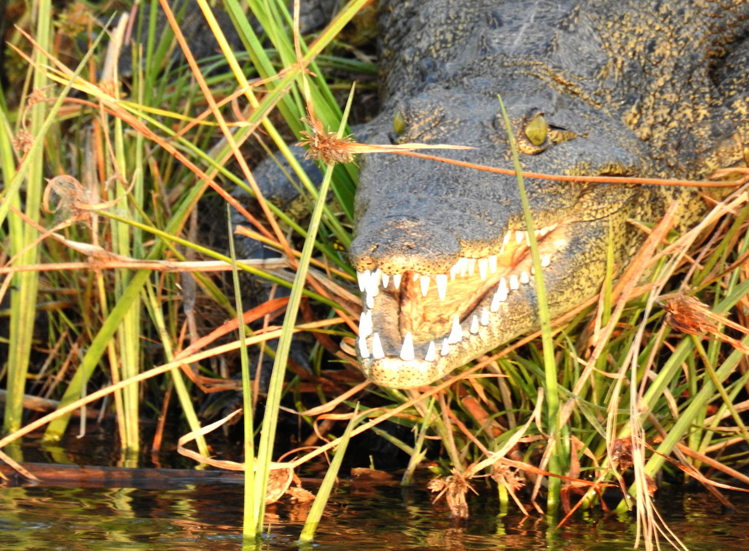 Ein Krokodil zeigt seine "Blenda-med-weißen" Zähne
