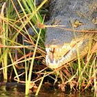 Ein Krokodil zeigt seine "Blenda-med-weißen" Zähne