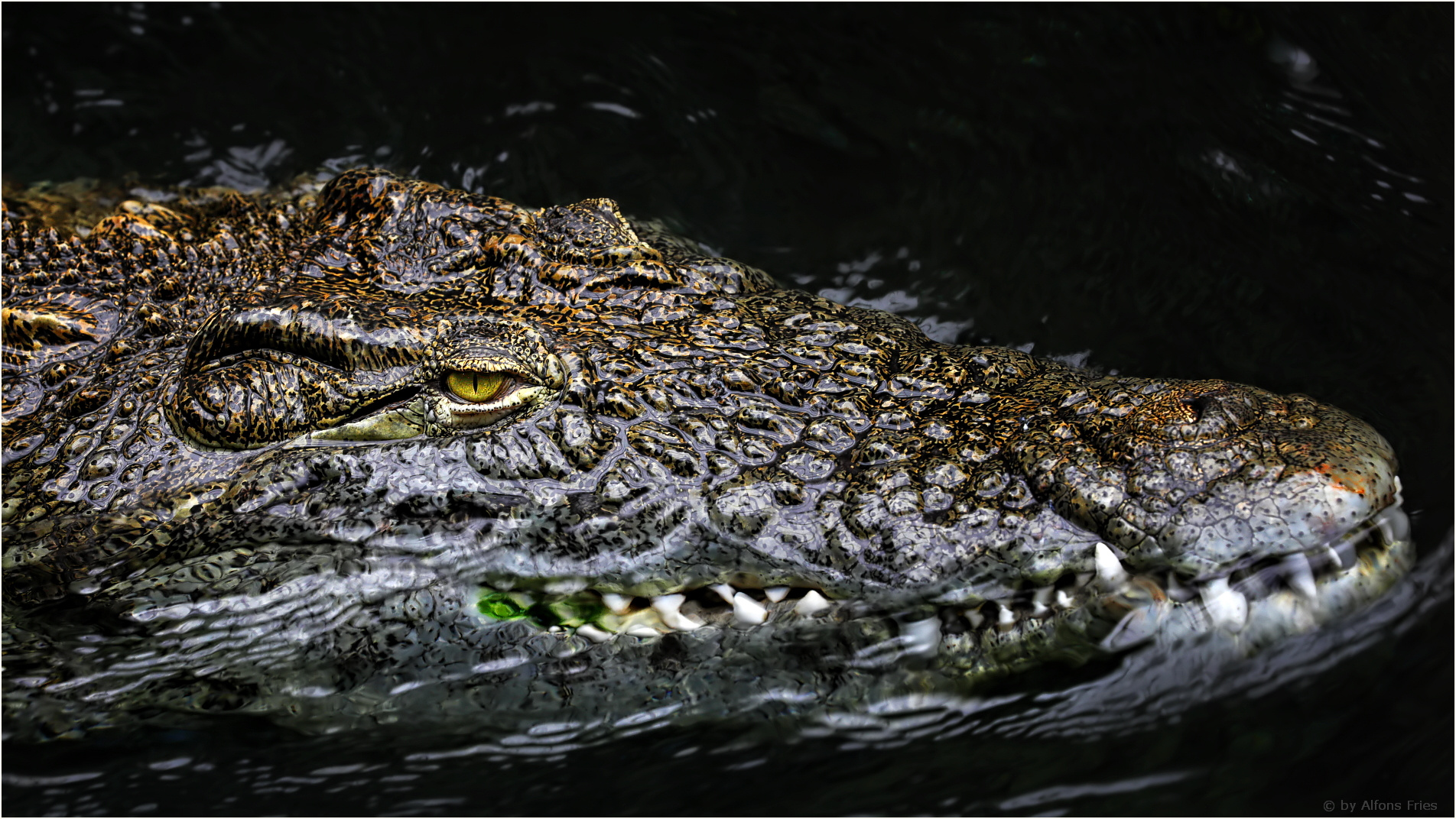 Ein Krokodil, zügig unterwegs.