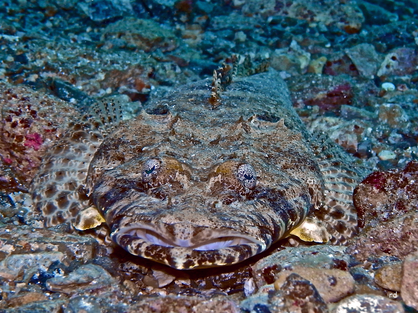 Ein Krokodilfisch...