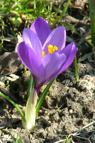 ein Krokus