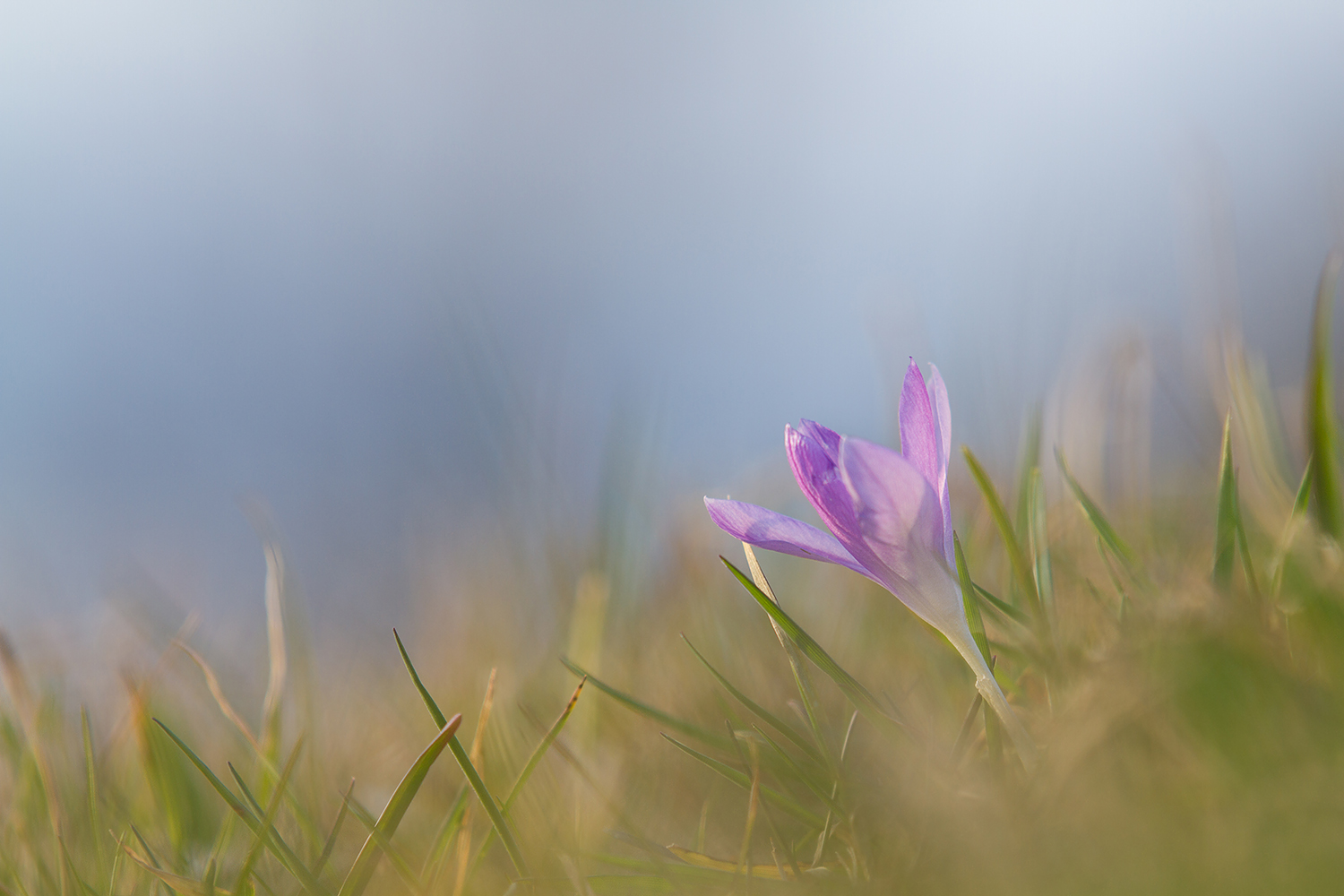 *** ein Krokus ***