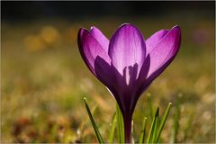 Ein Krokus...