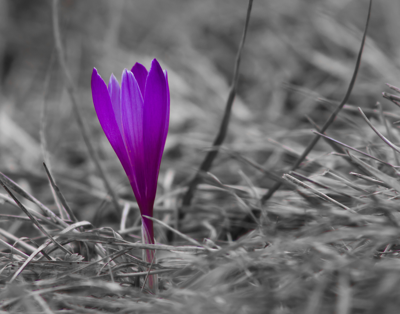 ein Krokus...