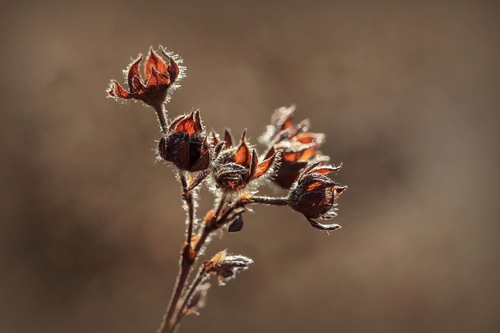 Ein Krokus