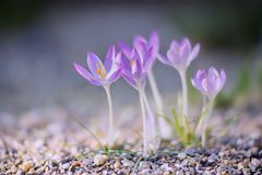 Ein Krokus-Grüppchen ....