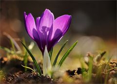 Ein Krokus im Gegenlicht...