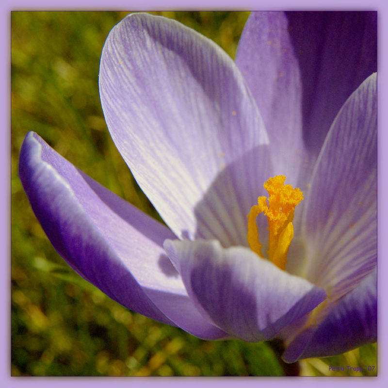 Ein Krokus in der Sonne