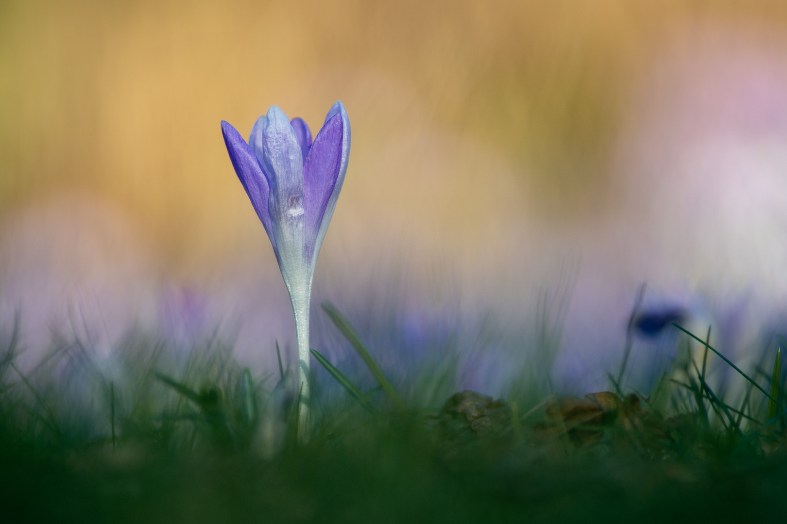 Ein Krokus macht noch keinen Frühling...