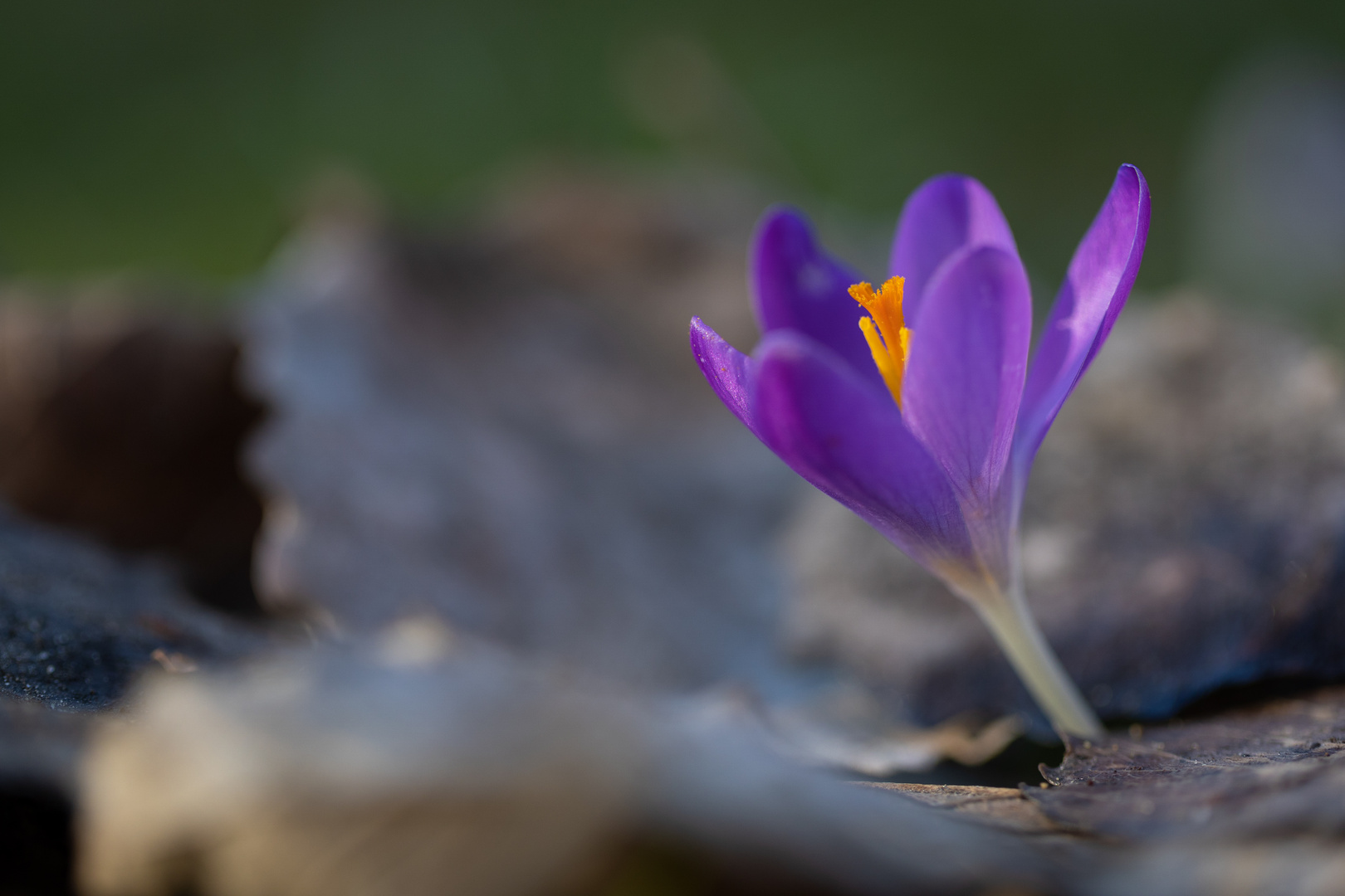 Ein Krokus macht noch keinen Frühling