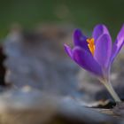 Ein Krokus macht noch keinen Frühling