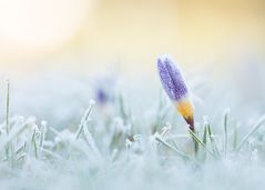Ein Krokus - Spuren einer Frostnacht