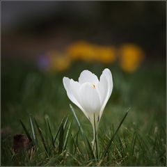 Ein Krokus steht allein ...