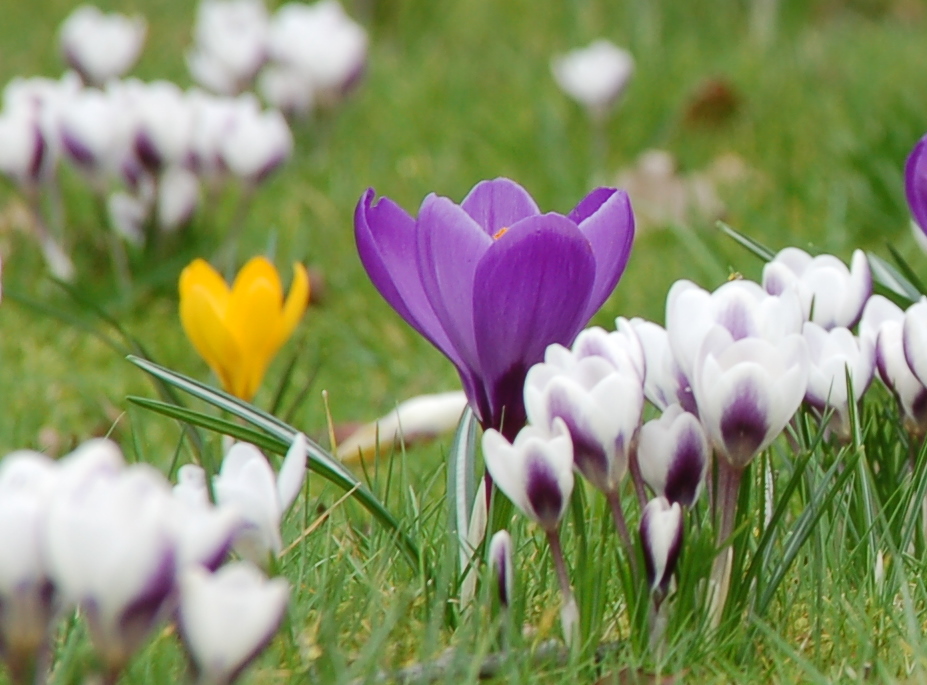 ...ein Krokus steht im Garten.....