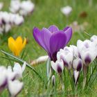 ...ein Krokus steht im Garten.....