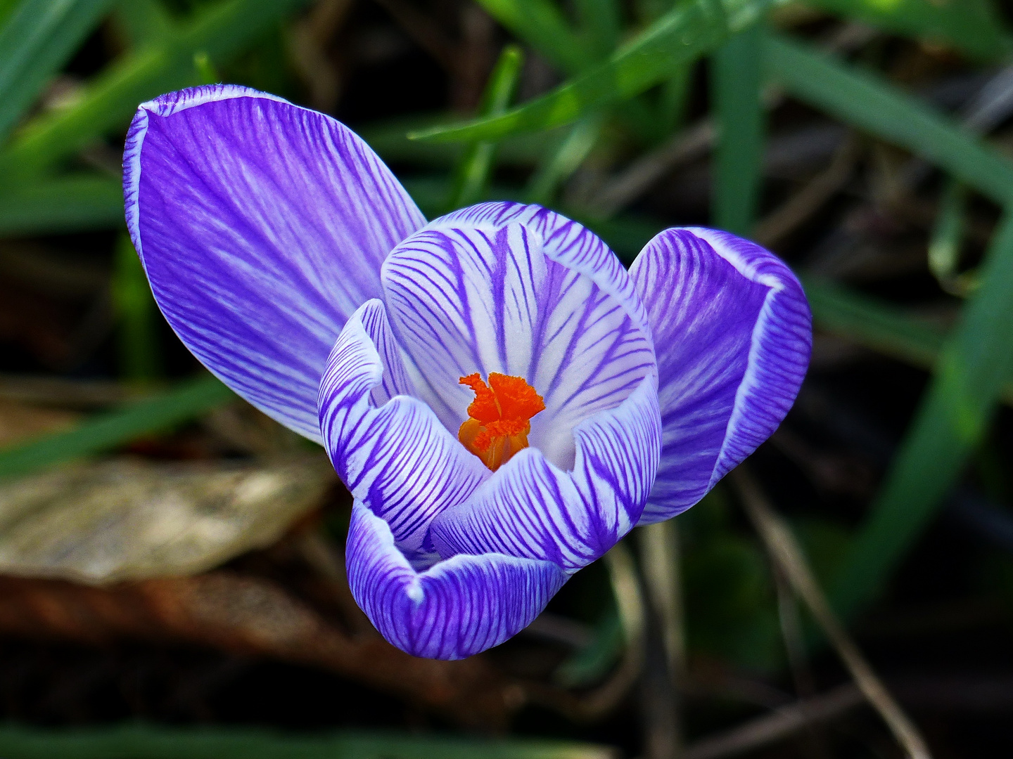    Ein Krokuss aus meinem Garten