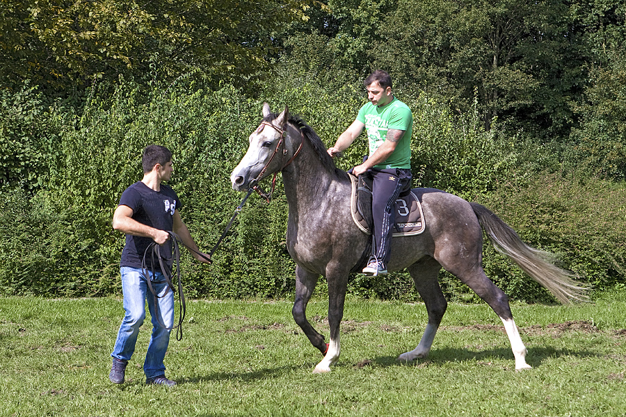 Ein "Krone-Pferd" beim Einreiten