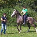 Ein "Krone-Pferd" beim Einreiten