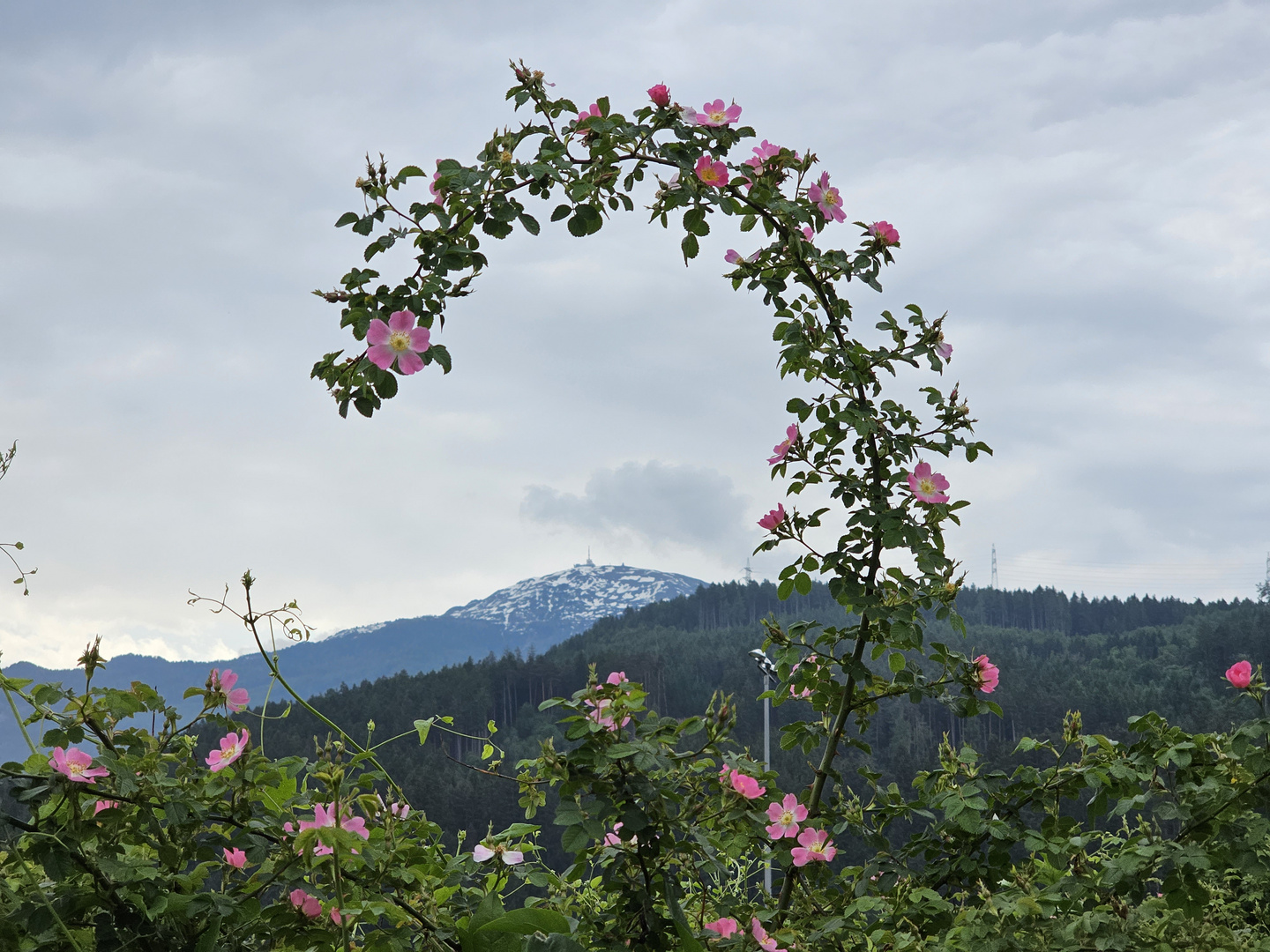 ein "Krummstab der Natur"