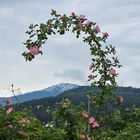 ein "Krummstab der Natur"