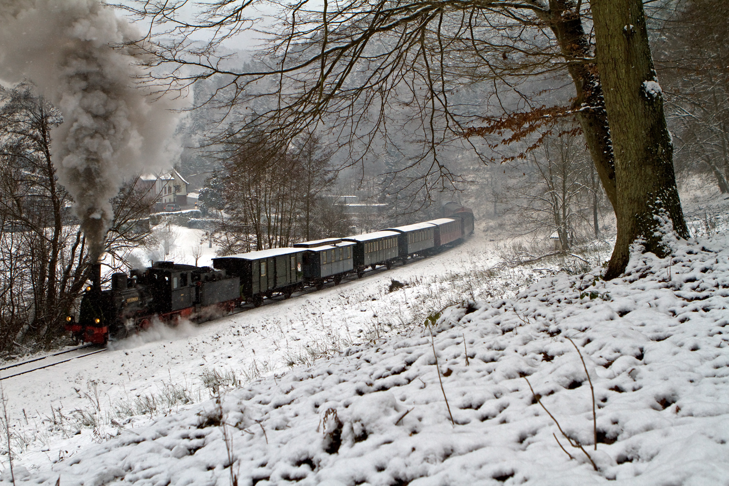 Ein Kuckuck im Schnee