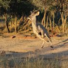 Ein Kudu auf der Flucht