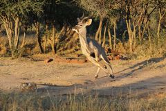 Ein Kudu auf der Flucht