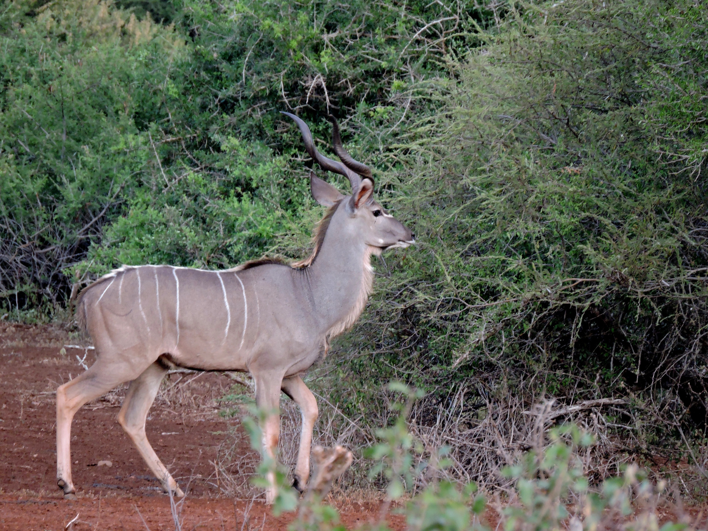 Ein Kudu-Bock