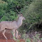 Ein Kudu-Bock