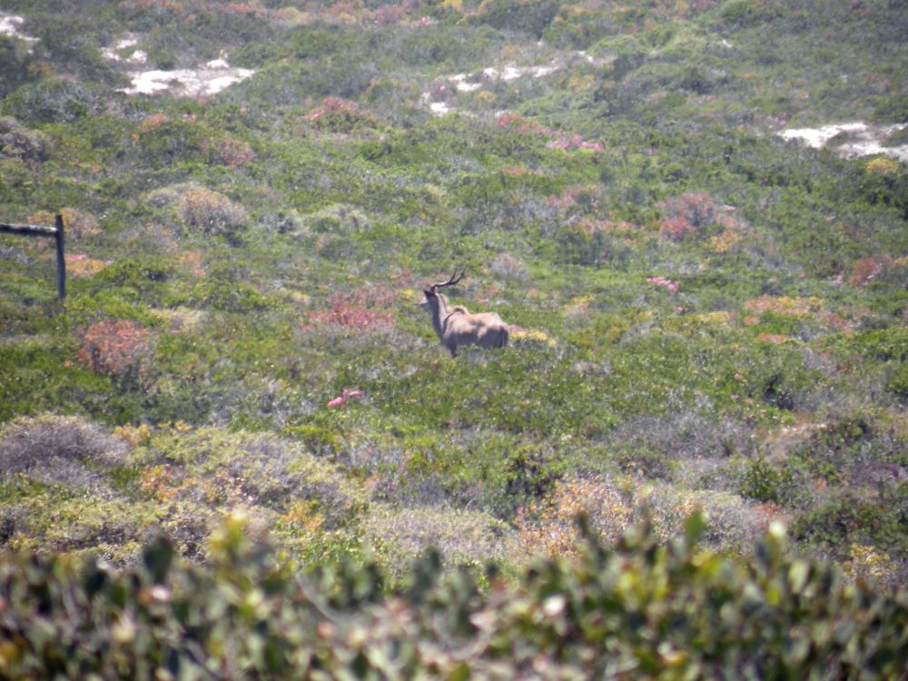 Ein Kudu im Nationalpark.