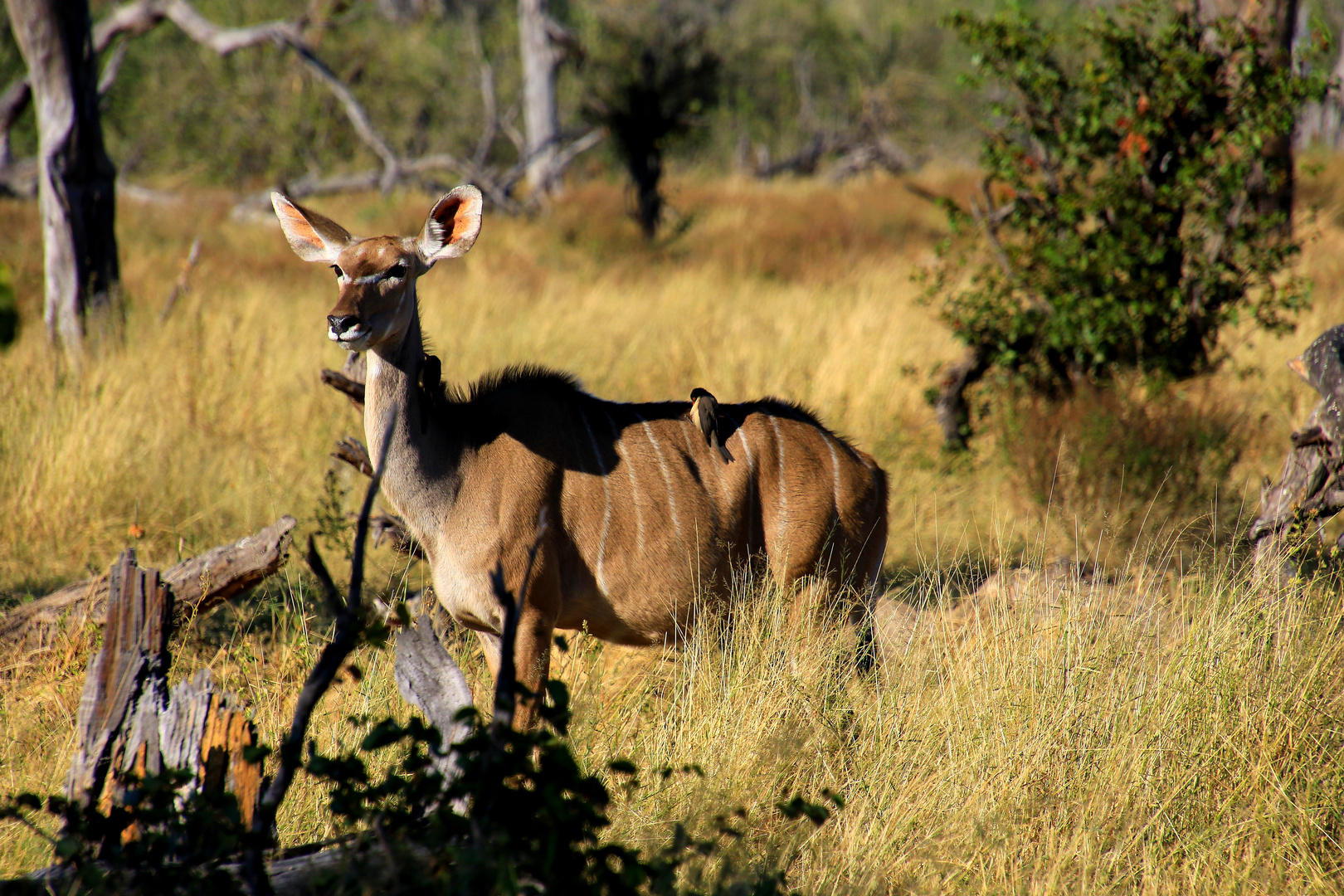 Ein Kudu in Symbiose mit einen Vogel