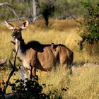 Ein Kudu in Symbiose mit einen Vogel