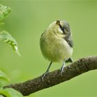 Ein Kücki aus dem Vogelkindergarten ...