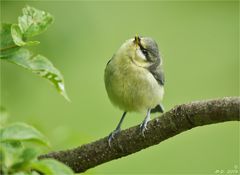 Ein Kücki aus dem Vogelkindergarten ...