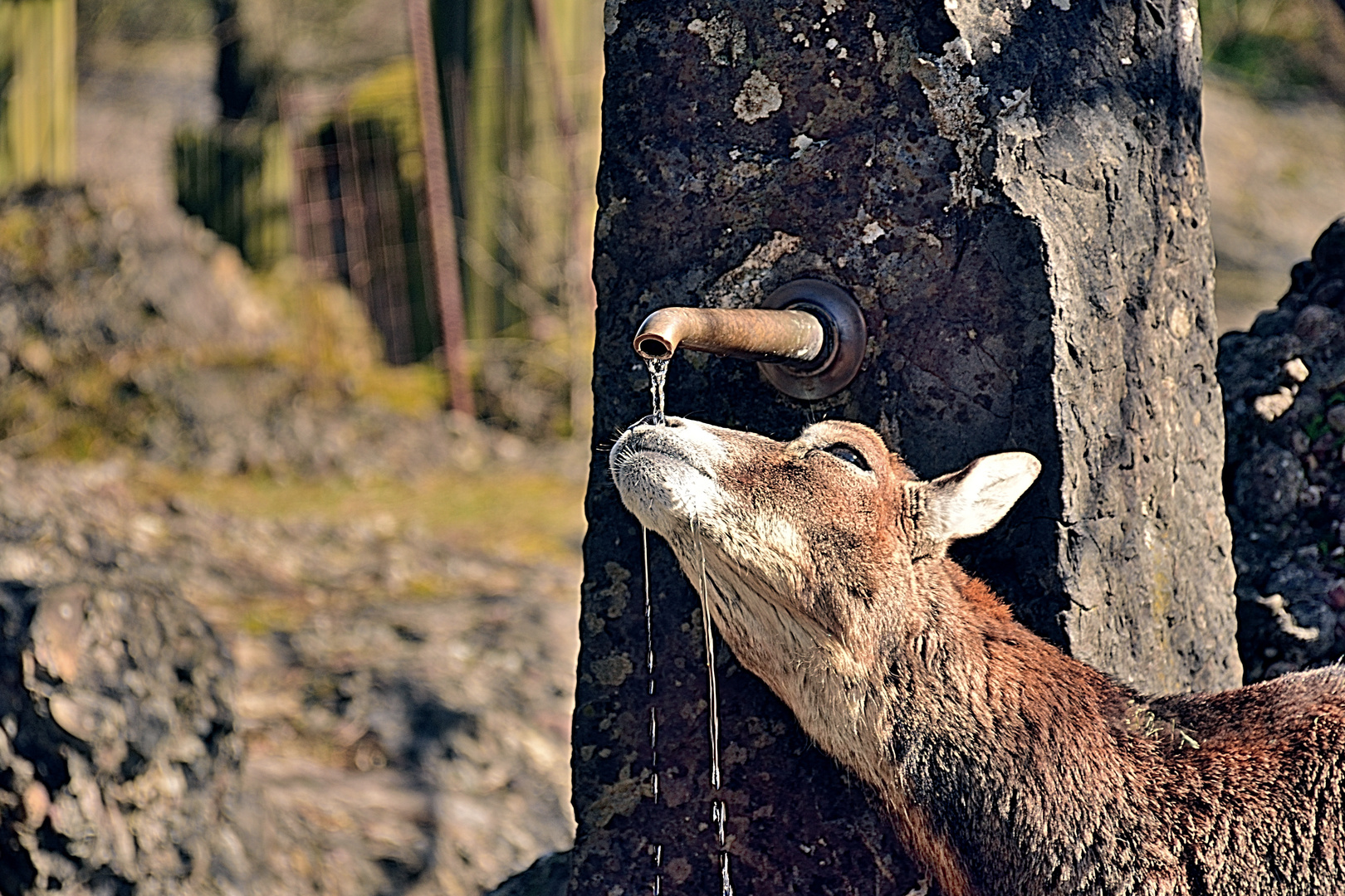 Ein kühler Schluck tut gut