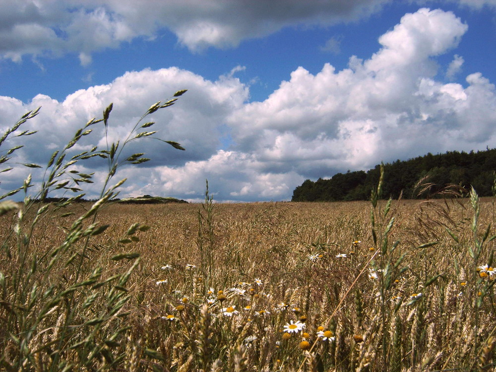 ein kühler Sommertag im Westerwald