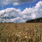 ein kühler Sommertag im Westerwald