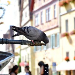 Ein kühler Tropfen