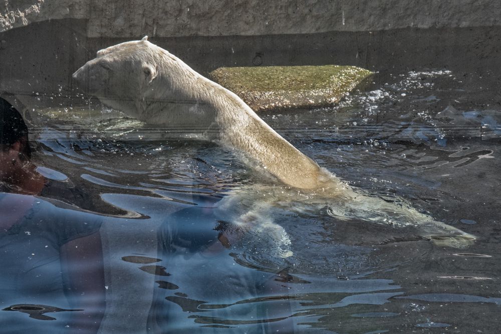 Ein kühles Bad hinter Glas Foto & Bild | tiere, zoo, wildpark