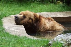 Ein kühles Bad ist Bärenstark