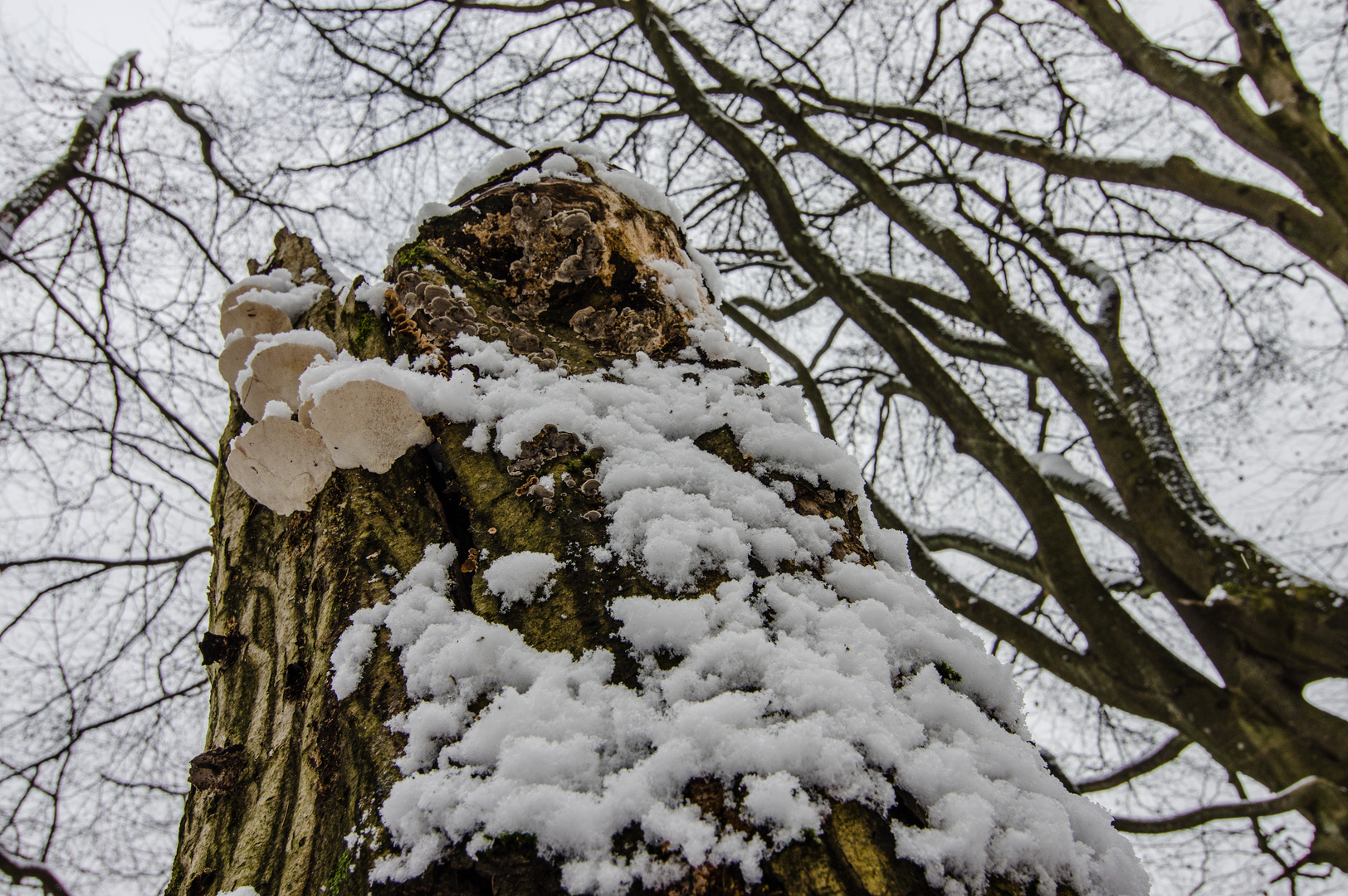 Ein kühles Pilz zum Abkühlen!