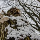 Ein kühles Pilz zum Abkühlen!