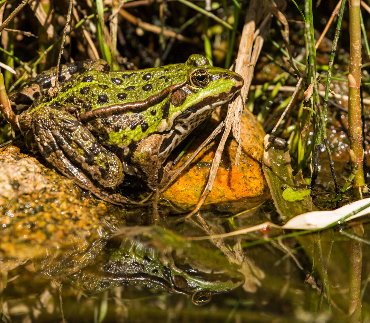 Ein kühles Plätzchen am Wasser - mein Teichfrosch hat es gefunden.